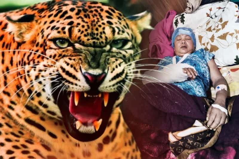 দার্জিলিংয়ে বাড়ির মধ্যে ঢুকে গেল চিতাবাঘ, ৫ বছরের নাতনিকে বাঁচাতে লড়াই দিদিমার