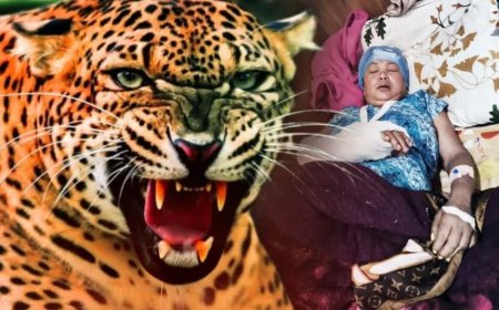 দার্জিলিংয়ে বাড়ির মধ্যে ঢুকে গেল চিতাবাঘ, ৫ বছরের নাতনিকে বাঁচাতে লড়াই দিদিমার