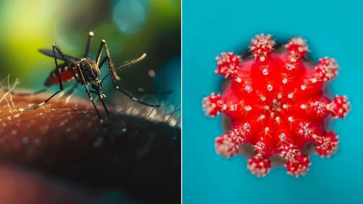 বর্ষায় ডেঙ্গি- চিকুনগুনিয়ায় ছেয়ে যাচ্ছে দেশ, আক্রান্ত আড়াই হাজারের বেশি, উপসর্গ চিনে সাবধান হোন