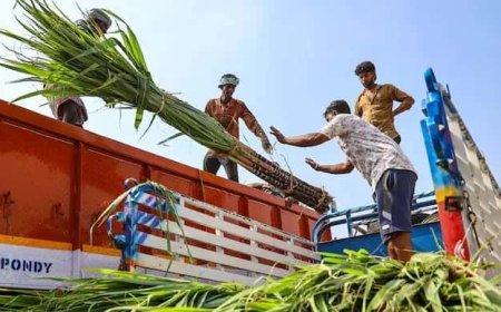 আখ যাচ্ছে ইথানলে, চিনির জোগান বাড়াতে ১০ বছর পর বিদেশ থেকে আমদানির ভাবনা! দাম বাড়ছে হুহু করে