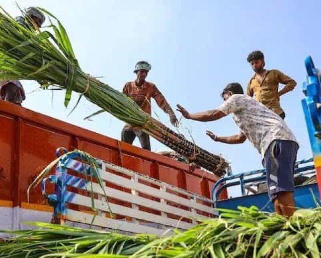 আখ যাচ্ছে ইথানলে, চিনির জোগান বাড়াতে ১০ বছর পর বিদেশ থেকে আমদানির ভাবনা! দাম বাড়ছে হুহু করে