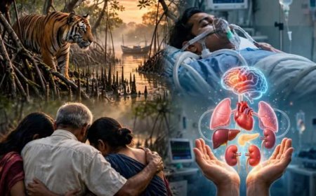 বাঘের হামলায় ব্রেন ডেথ সুন্দরবনের আজিতের, অঙ্গদানের সিদ্ধান্ত পরিবারের কিন্তু শেষ মুহূর্তে থেমে গেল সব!